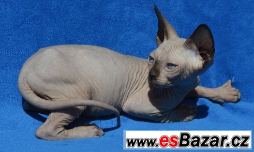 sphynx-kote-s-pp-k-odberu