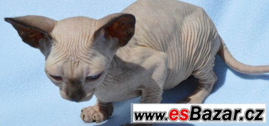 Sphynx kotě s PP k odběru.