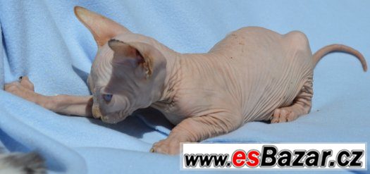 sphynx-kote-s-pp-nechovne