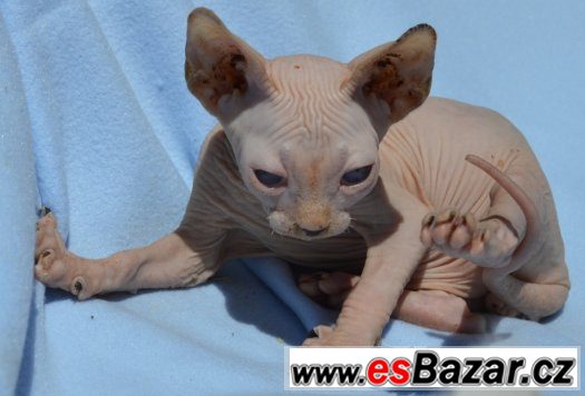 Sphynx kotě s PP,nechovné