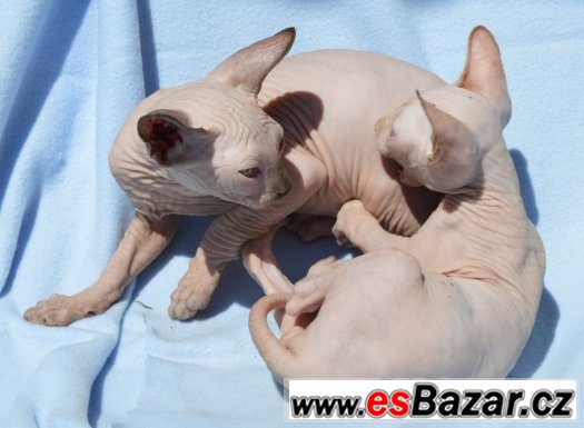 Sphynx kotě s PP,nechovné