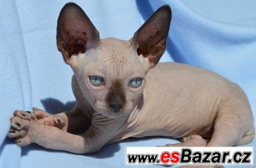 Sphynx kluk s PP