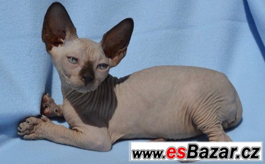 Sphynx kluk s PP