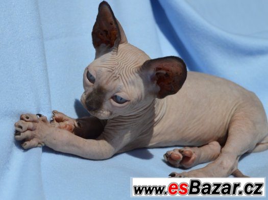 Sphynx kluk s PP