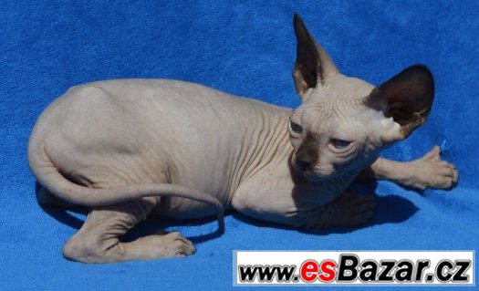 Sphynx kluk s PP