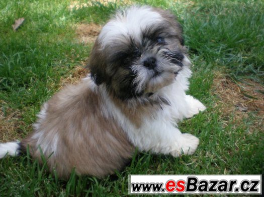 shih-tzu