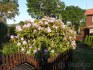 RODODENDRON - AZALKA