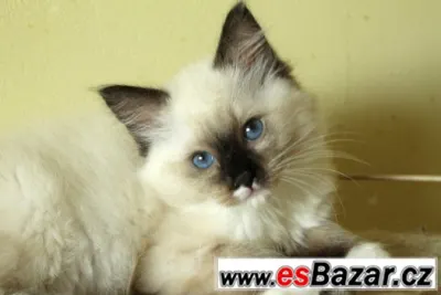 Ragdoll koťátka s PP