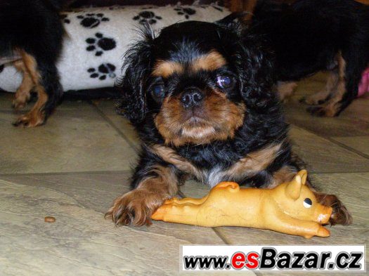 king-charles-spaniel