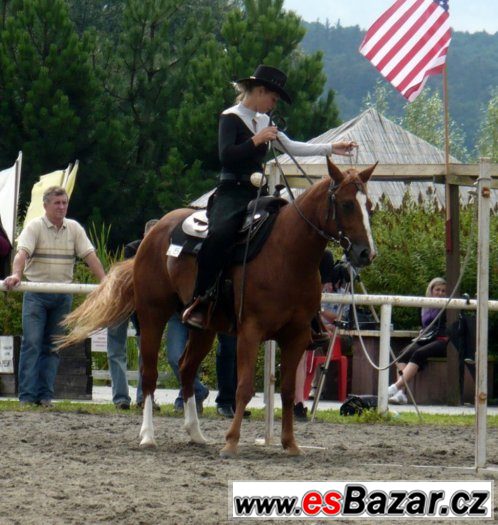 Klisna American Paint Horse