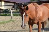 Klisna American Paint Horse