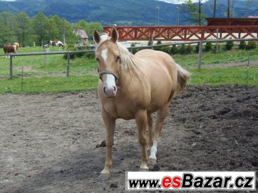 Klisna American Quarter Horse