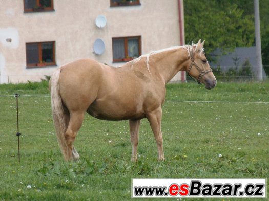 Klisna American Quarter Horse