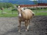 Klisna American Quarter Horse