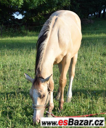 Hřebec American Paint Horse