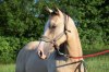 Hřebec American Paint Horse