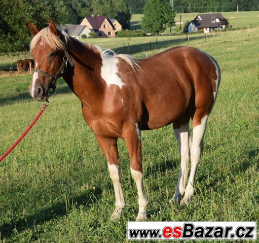 hrebec-american-paint-horse
