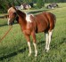 Hřebec American Paint Horse