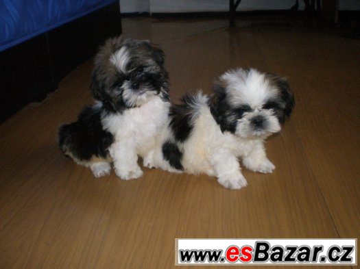 shih-tzu