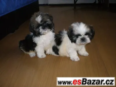 Shih-tzu