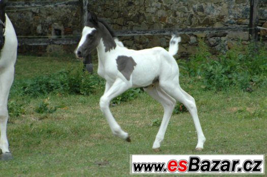 Prodám klisnu paint horse APH