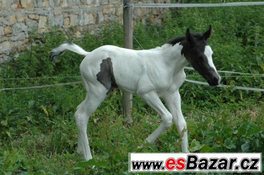 Prodám klisnu paint horse APH