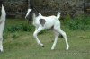 Prodám klisnu paint horse APH