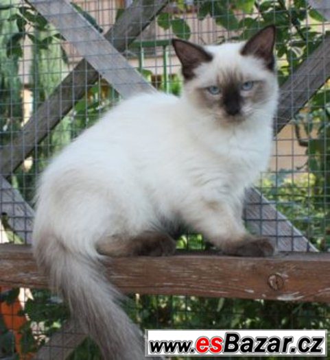 RAGDOLL :