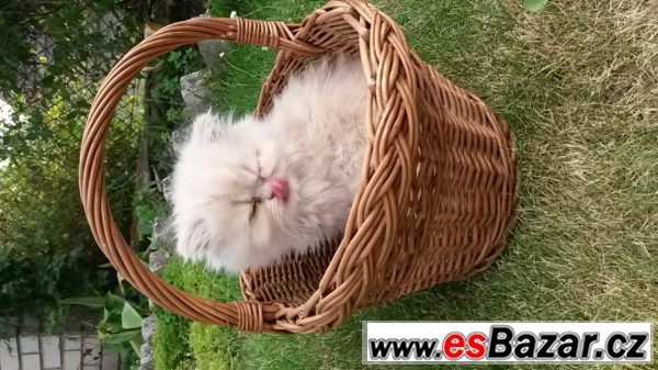Prodám nádherné perské koťátko
