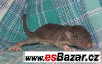 Potkaní mláďata s rodokmenem