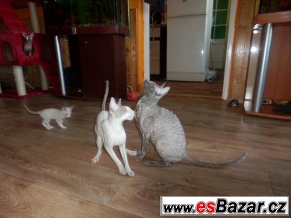 Prodám koťátka cornish rex s PP