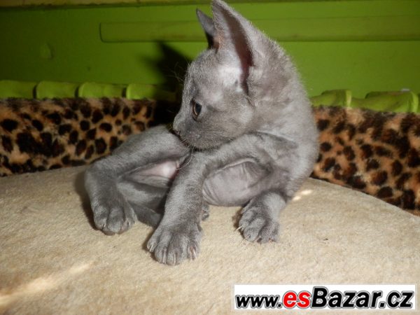 Prodám koťátka cornish rex s PP