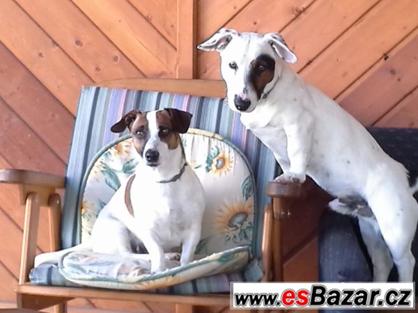 prodam-stenata-jack-russell-terier