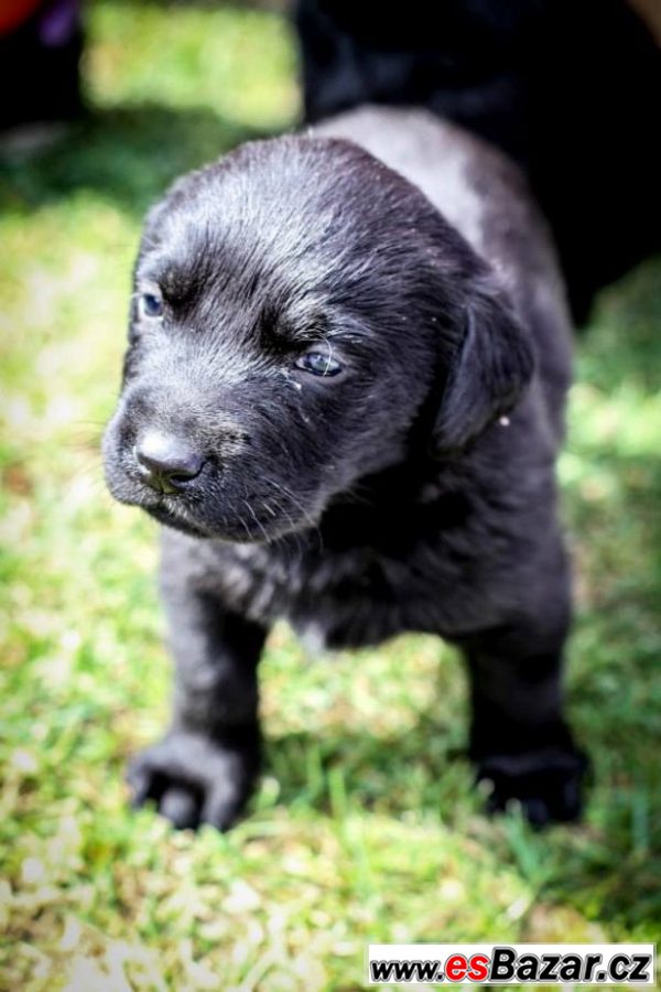 PRODÁM ŠTĚŇÁTKA ČERNÉHO LABRADORA