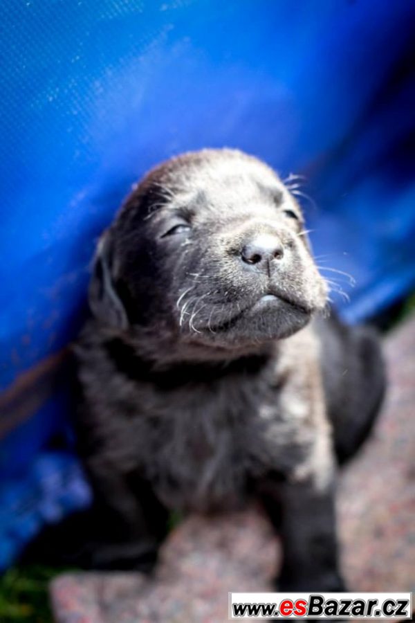 PRODÁM ŠTĚŇÁTKA ČERNÉHO LABRADORA