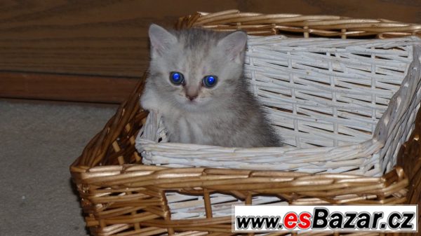 Prodám britské whiskas kotě