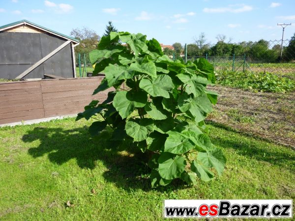 Prodám semena a sazenice Paulovnie