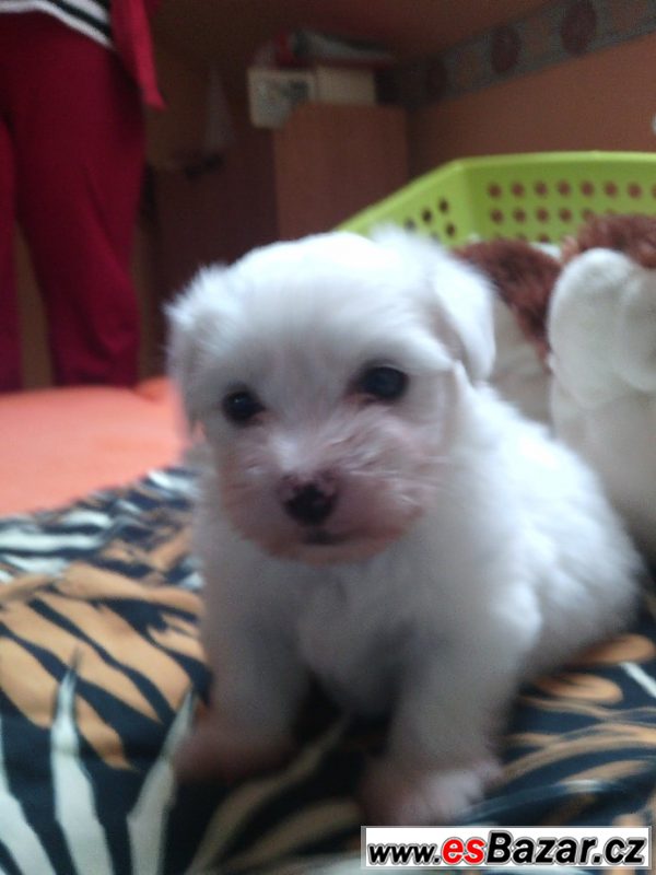 prodam-stenata-coton-de-tulear