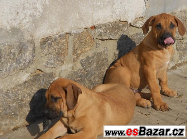 prodam-stenatka-dogo-canario