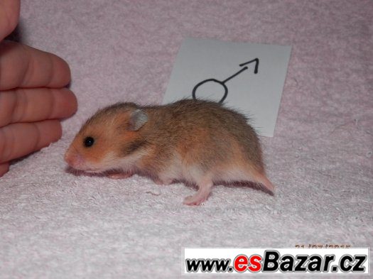 Miminka křečků syrských Miminka křečků syrských