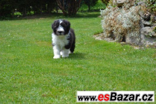 Bearded collie s PP