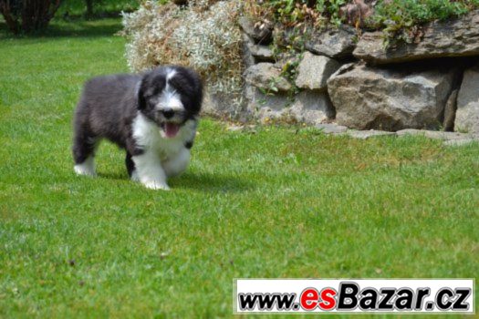 Bearded collie s PP