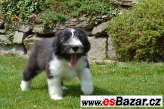 Bearded collie s PP