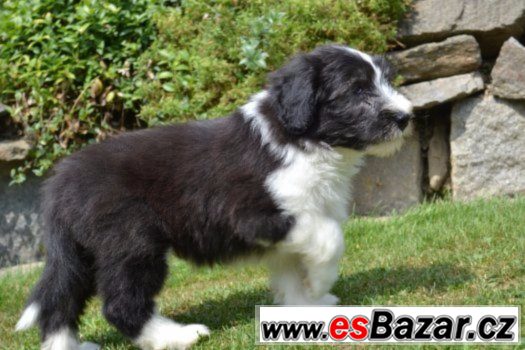 Bearded collie s PP