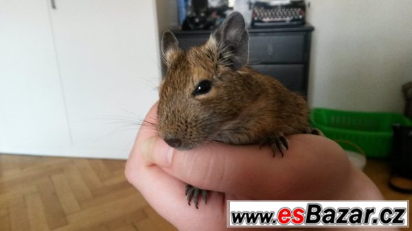 Osmak degu daruji