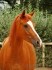 Prodám pony valacha