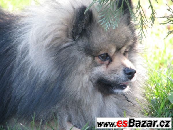 německý špic / pomeranian