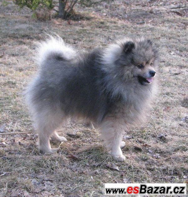 německý špic / pomeranian německý špic / pomeranian