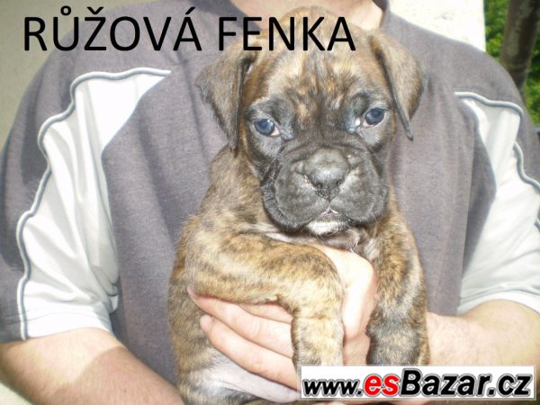 Německý boxer štěňata