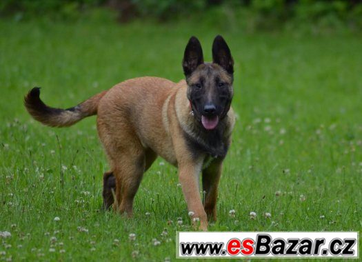 Malinois